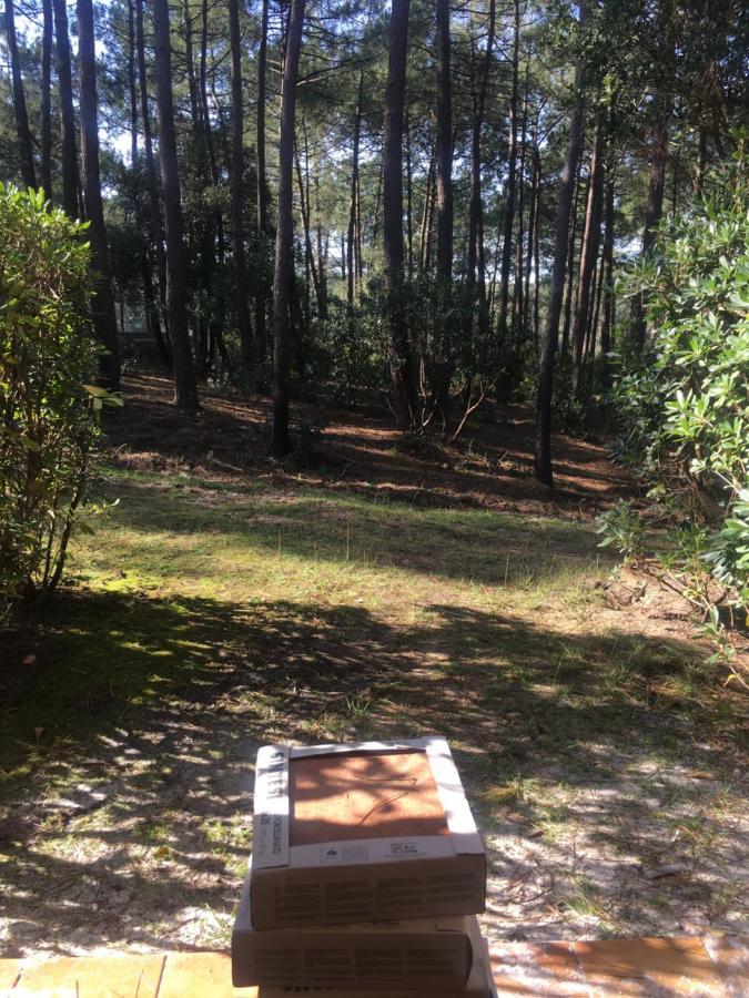 Apartment ***l'oree Des Pins*** T2 En Rdc Avec Jardin Refait A Neuf *